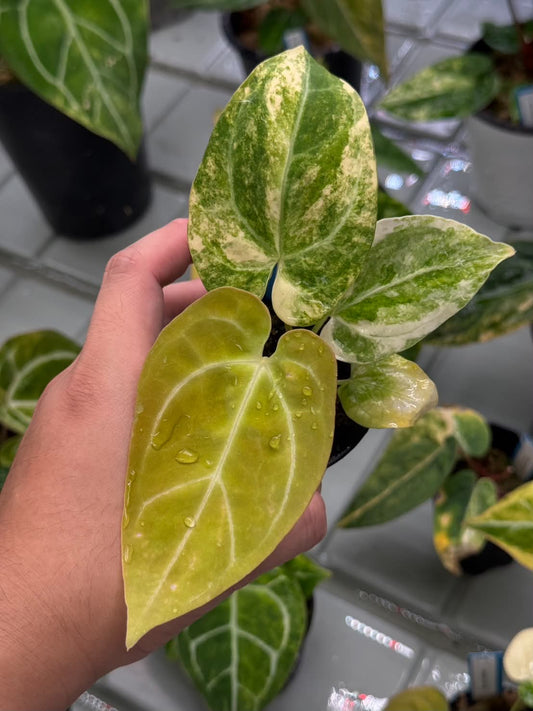 Anthurium Pap var. x Michelle