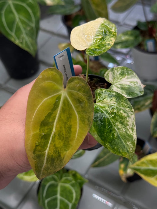 Anthurium Pap var. x Michelle