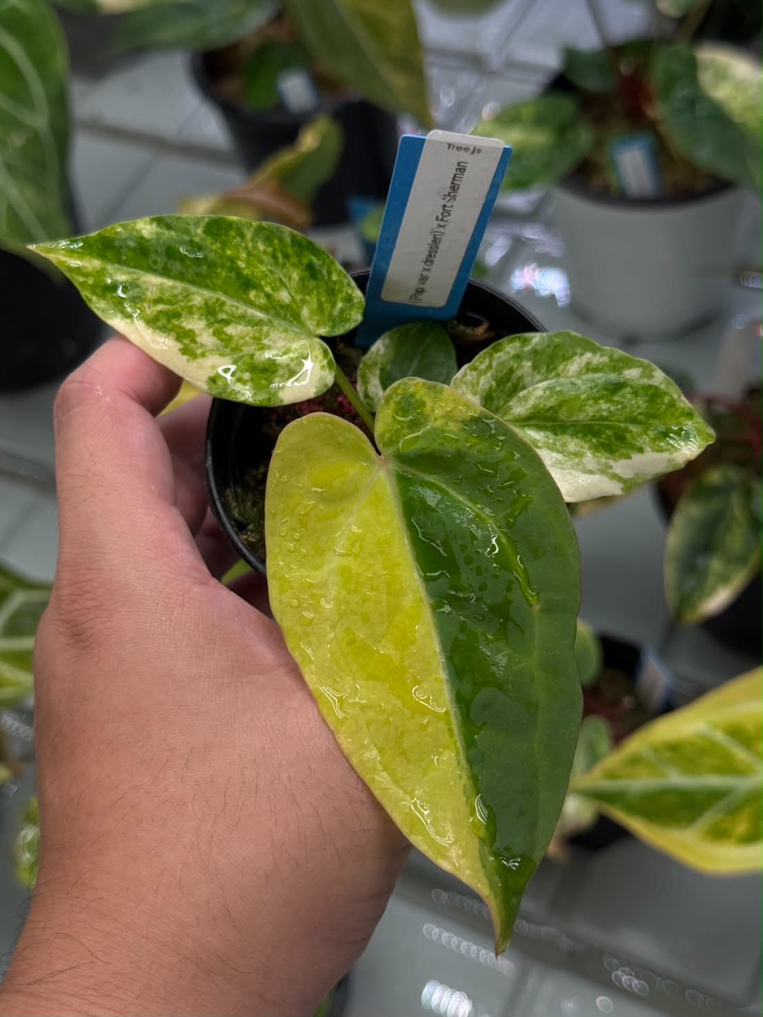 Anthurium (Pap var. x Dress) x Fort Sherman