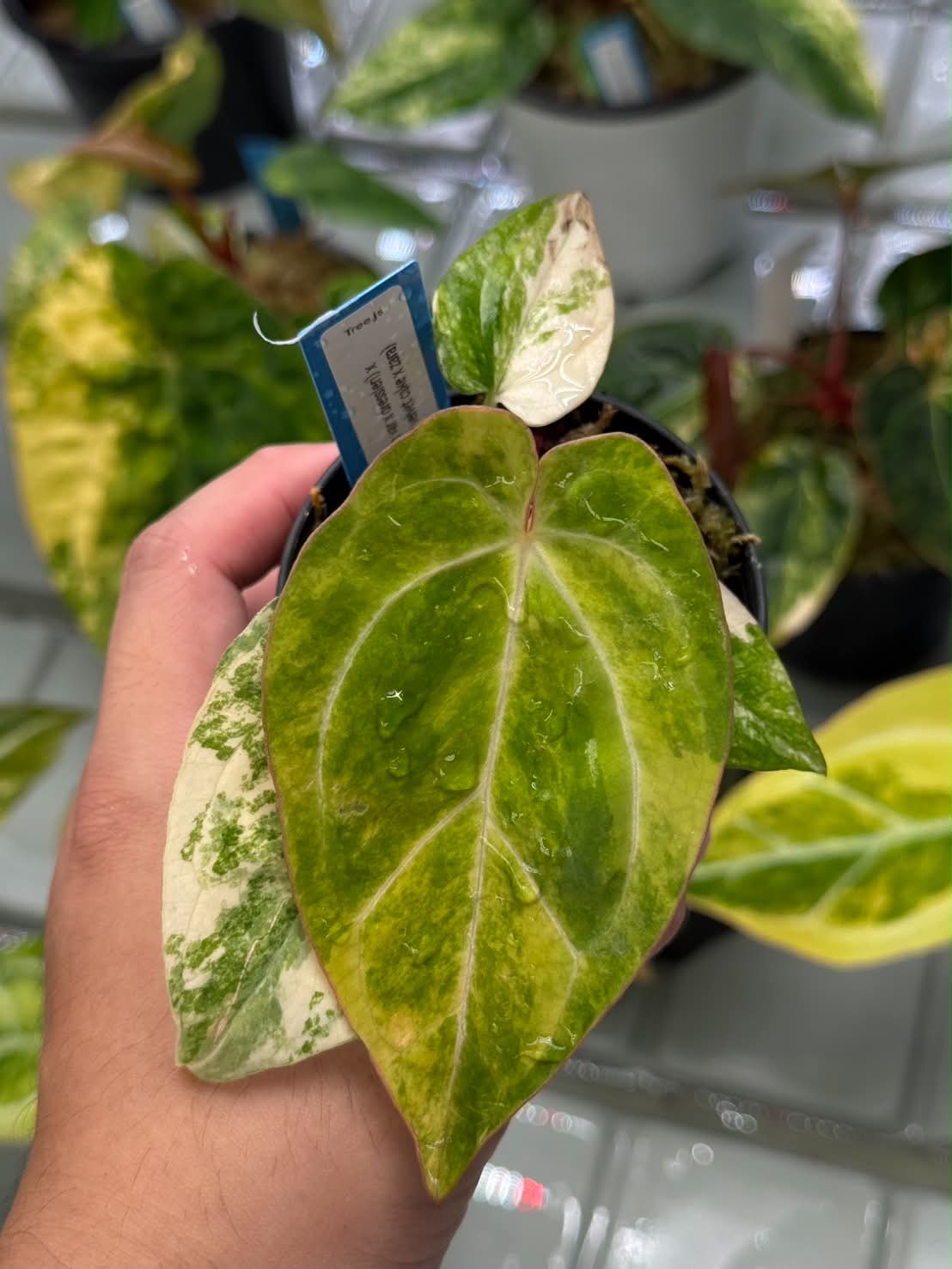 Anthurium (Pap var. x Dress) x (Red Velvet Cake x Zara)