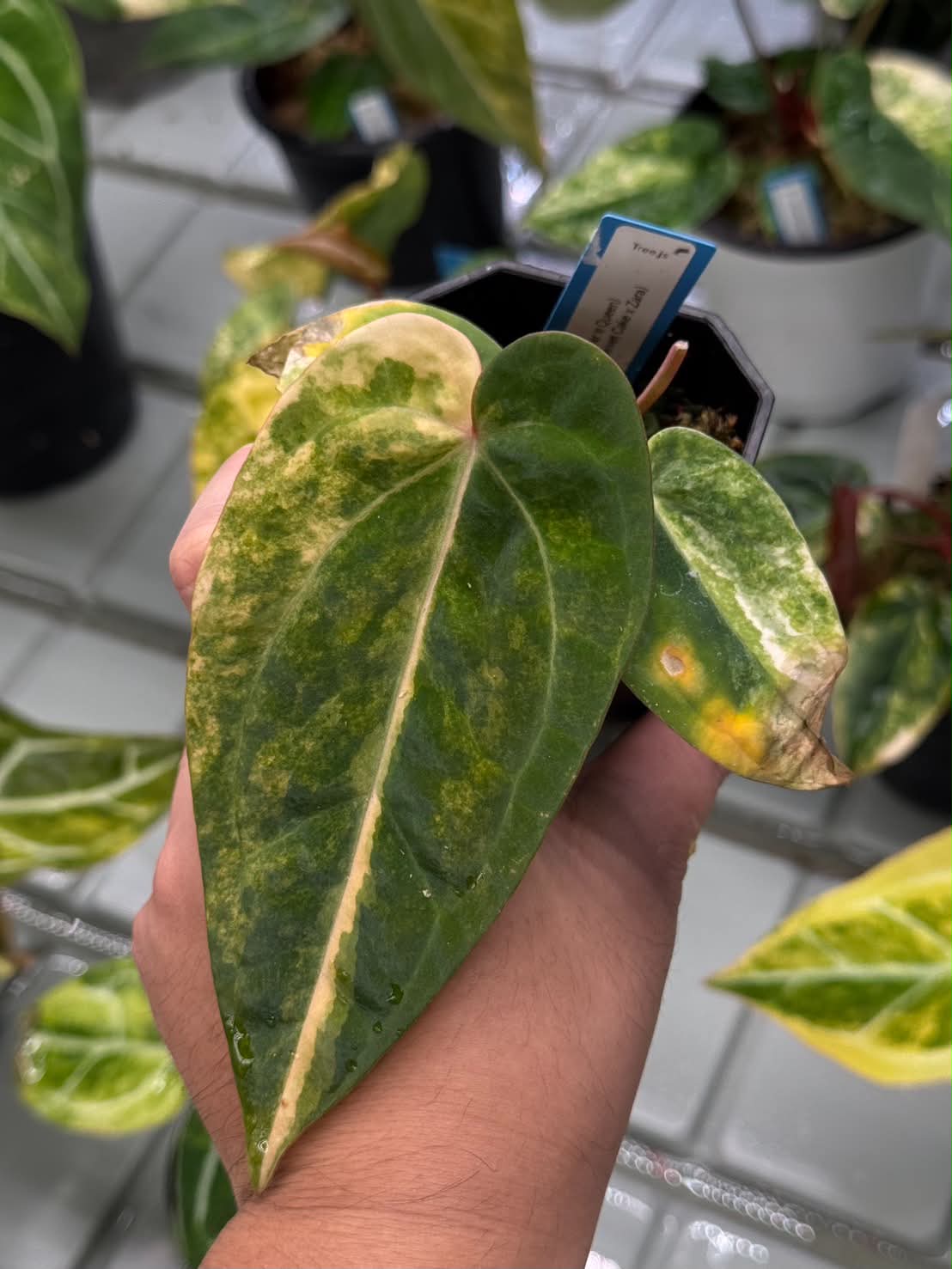 Anthurium (Pap var. x Waroc) x (Red Velvet Cake x Zara)