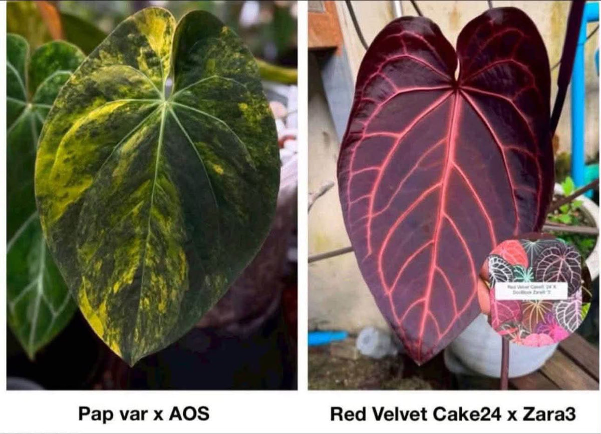 Anthurium (Pap var. x AOS) x (Red Velvet Cake x Zara)