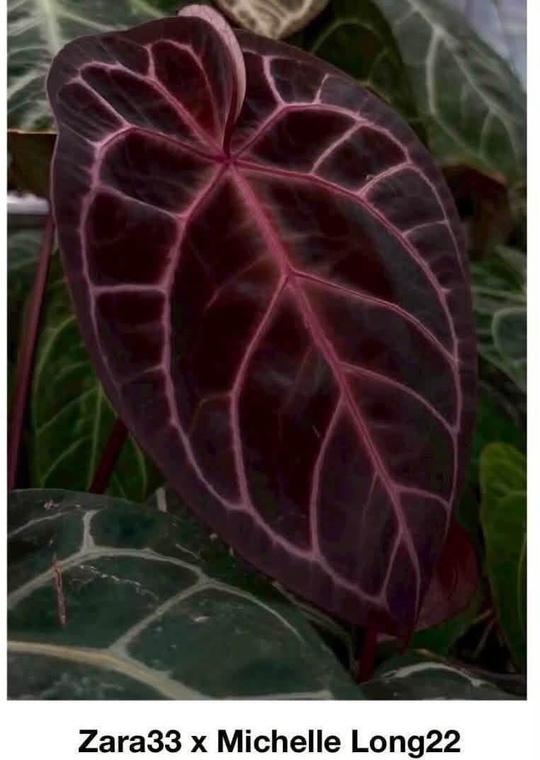 Anthurium Zara33 x Michelle Long22 x Self