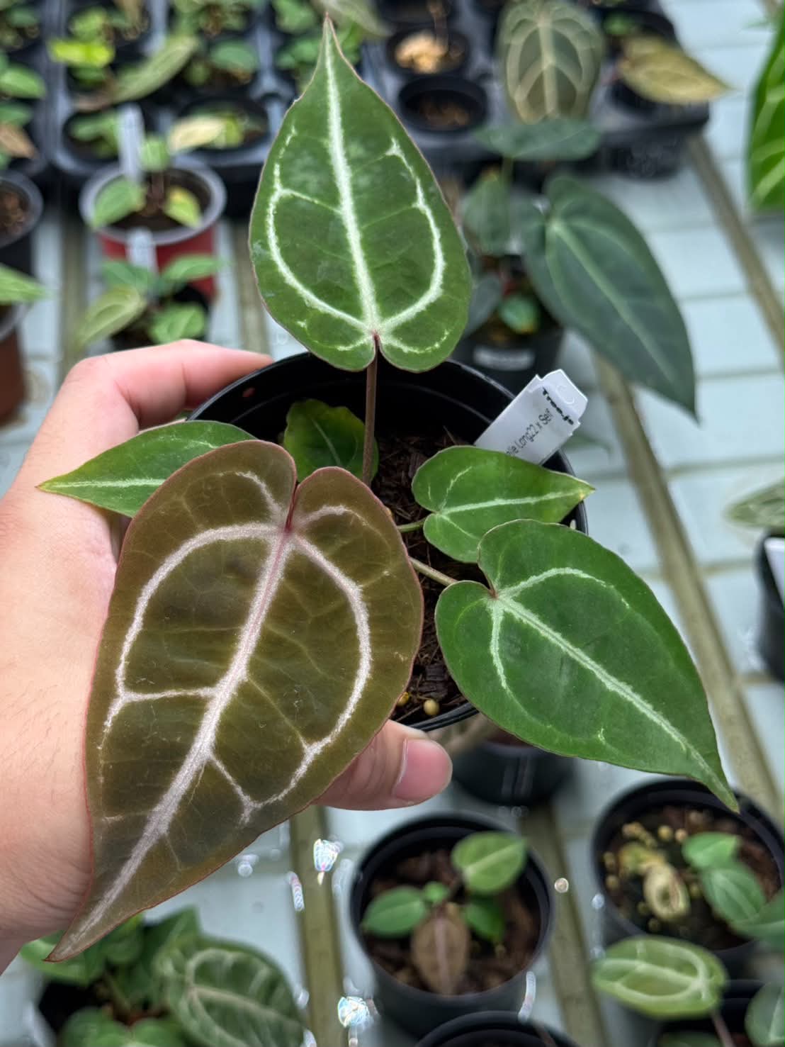 Anthurium Zara33 x Michelle Long22 x Self