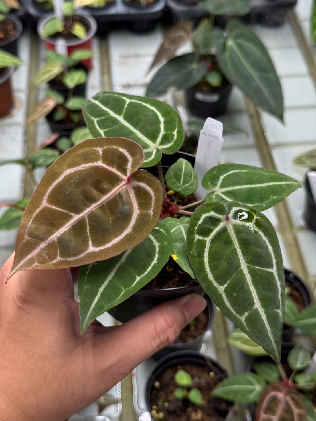 Anthurium Zara33 x Michelle Long22 x Self