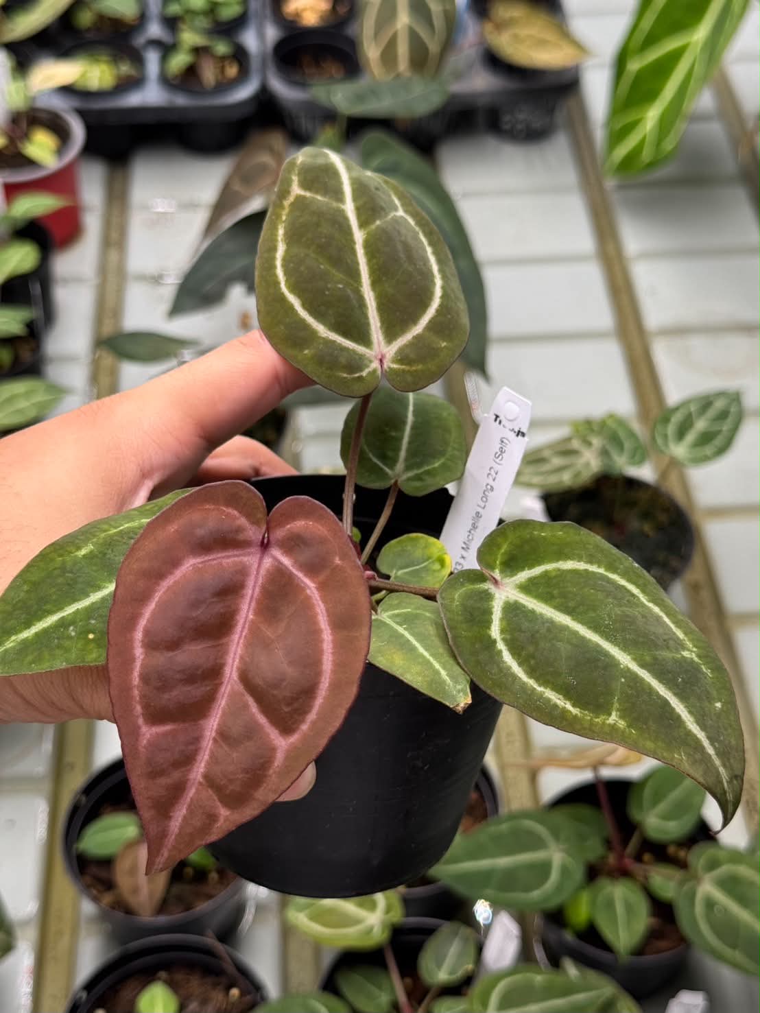 Anthurium Zara33 x Michelle Long22 x Self