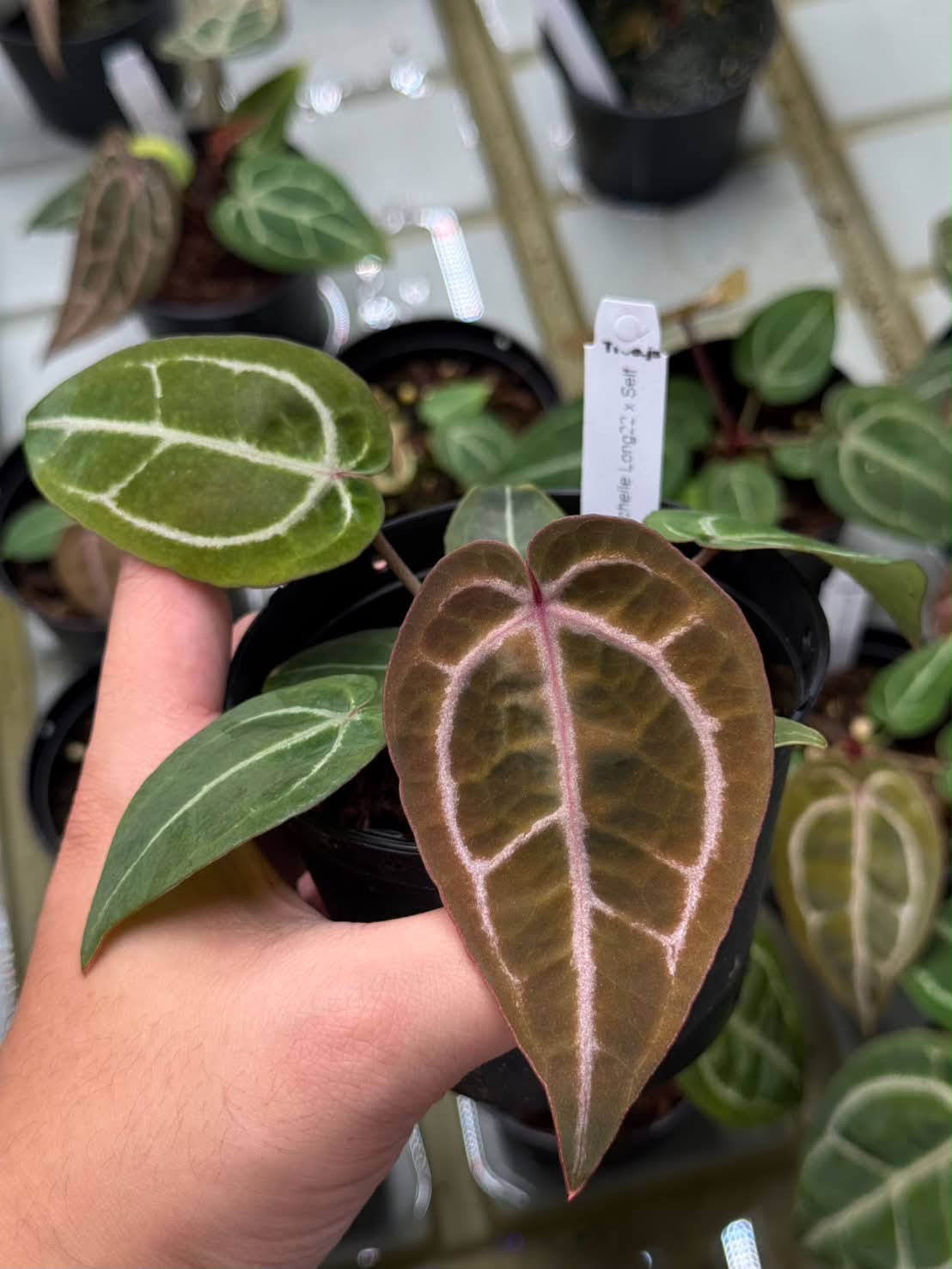 Anthurium Zara33 x Michelle Long22 x Self