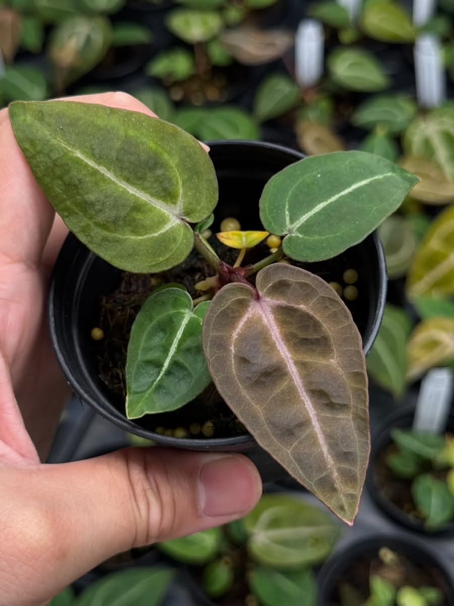 Anthurium Red Crystallinum Tezula x (Zara33 x Michelle Long22)