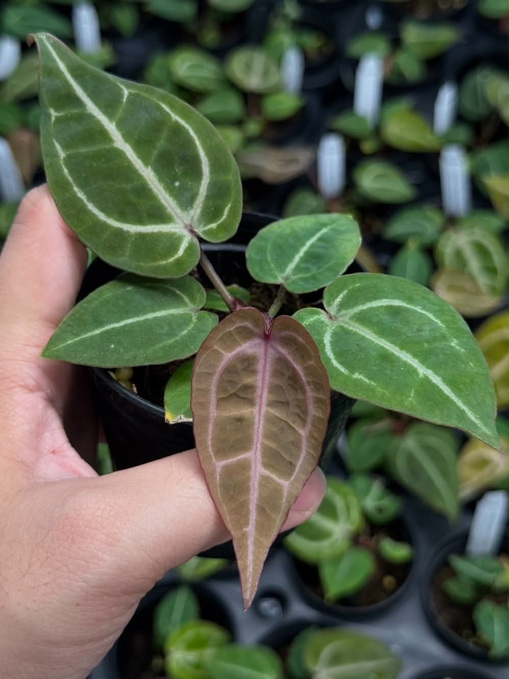 Anthurium Red Crystallinum Tezula x (Zara33 x Michelle Long22)