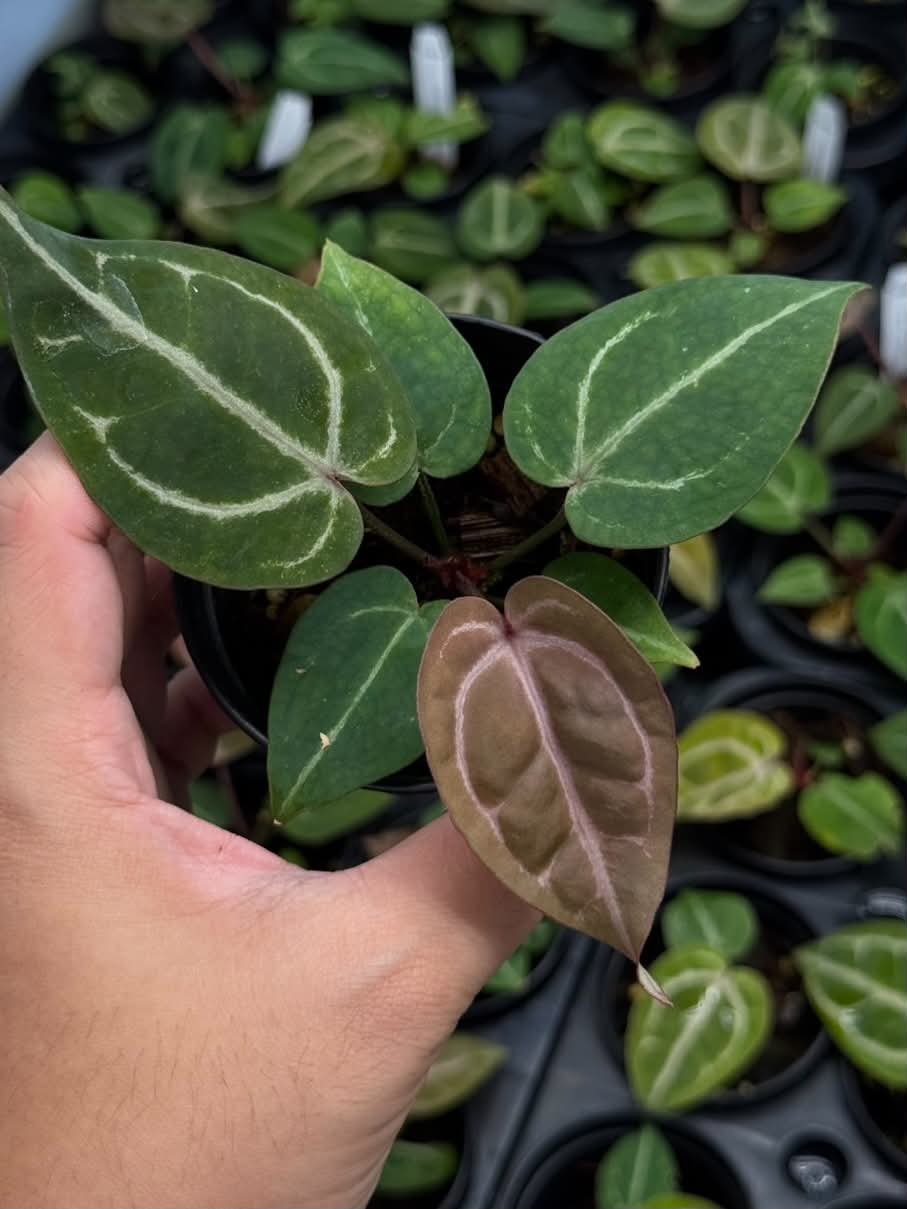 Anthurium Red Crystallinum Tezula x (Zara33 x Michelle Long22)