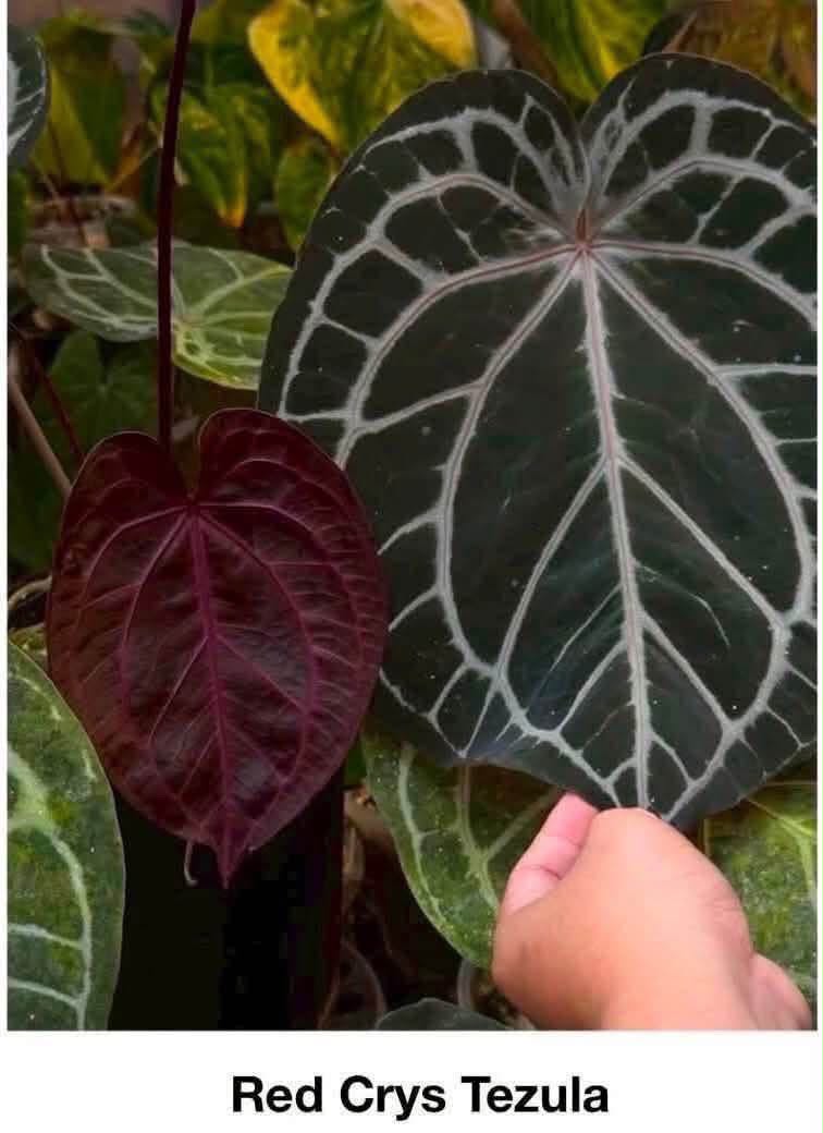 Anthurium Red Crystallinum Tezula x (Zara33 x Michelle Long22)