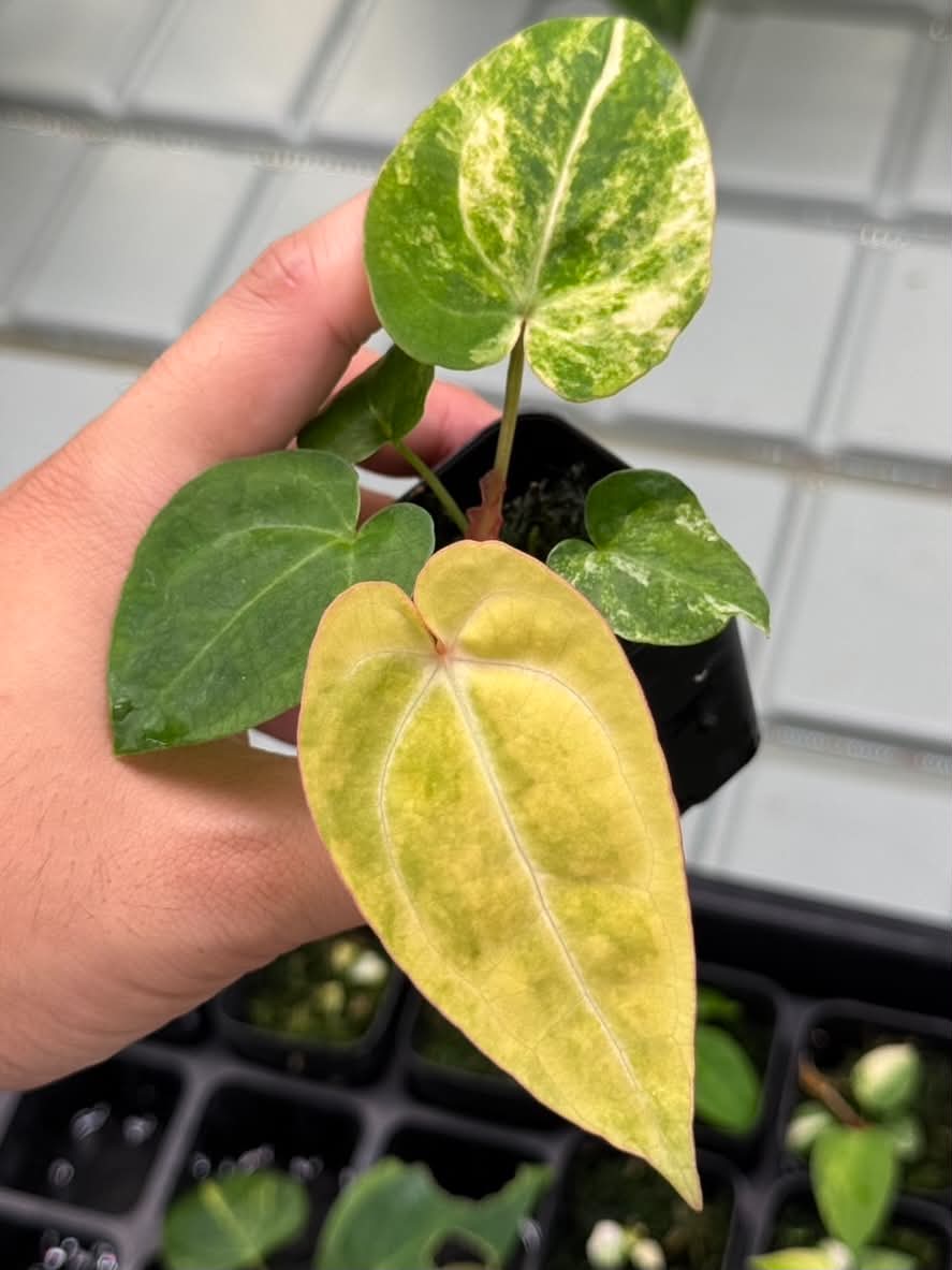 Anthurium (Pap var. x Dress) x (Red Velvet Cake x Zara)