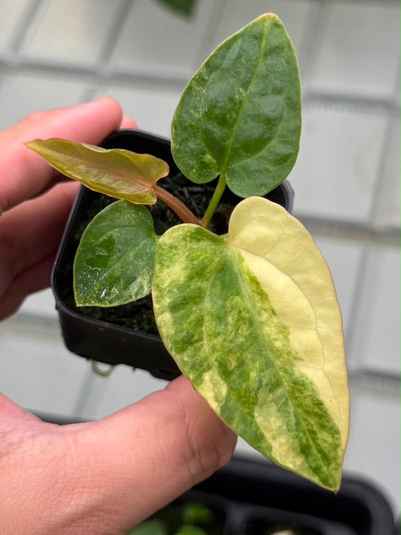 Anthurium (Pap var. x Dress) x (Red Velvet Cake x Zara)