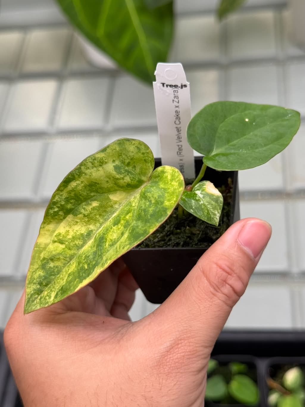 Anthurium (Pap var. x Dress) x (Red Velvet Cake x Zara)