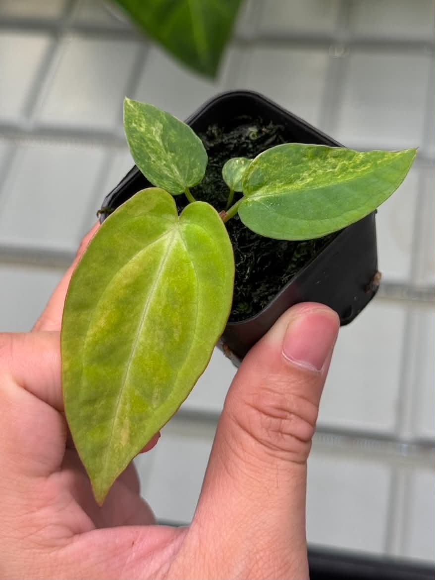 Anthurium (Pap var. x Dress) x (Red Velvet Cake x Zara)