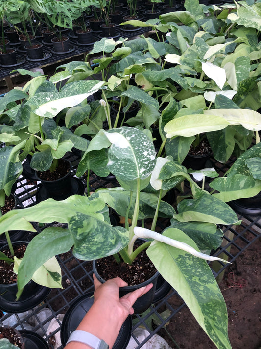 Philodendron Jose Buono (Pre-Order)