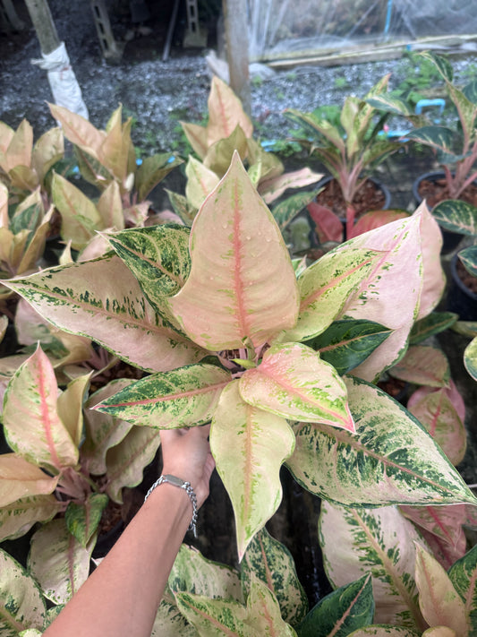 Aglaonema Leopard (Pre-Order)