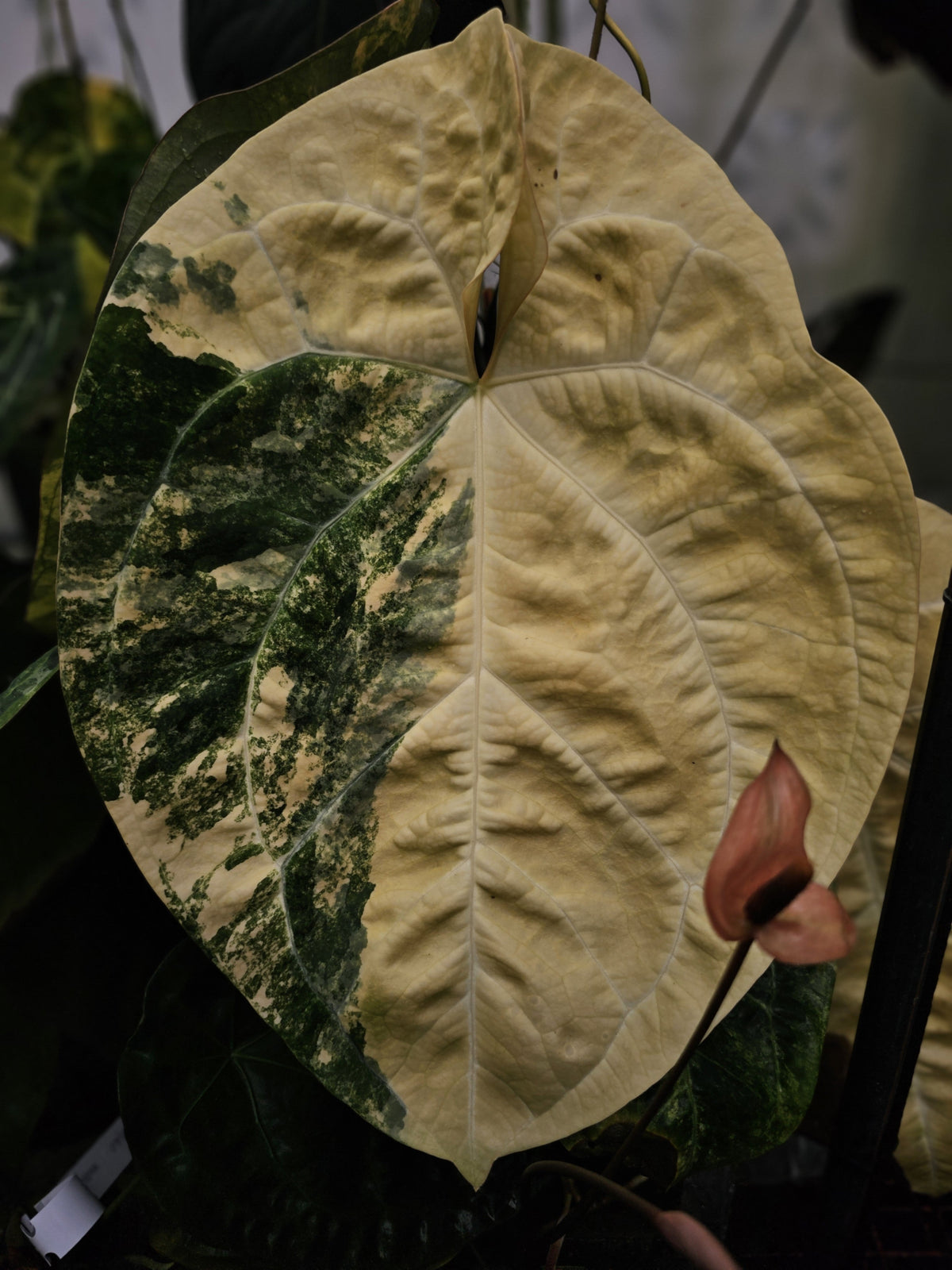 MANDALO (parent plant)