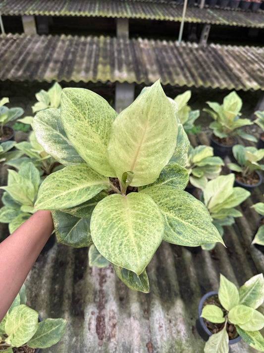 Aglaonema Matcha (Pre-Order)