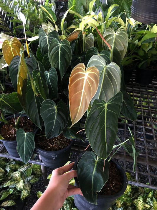 Philodendron Melanochysum green (Pre-Order)