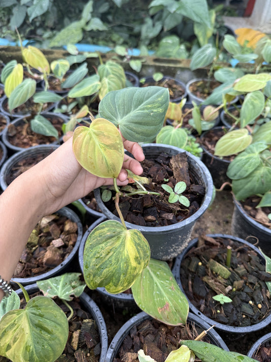 Philodendron Micans variegated (Pre-Order)