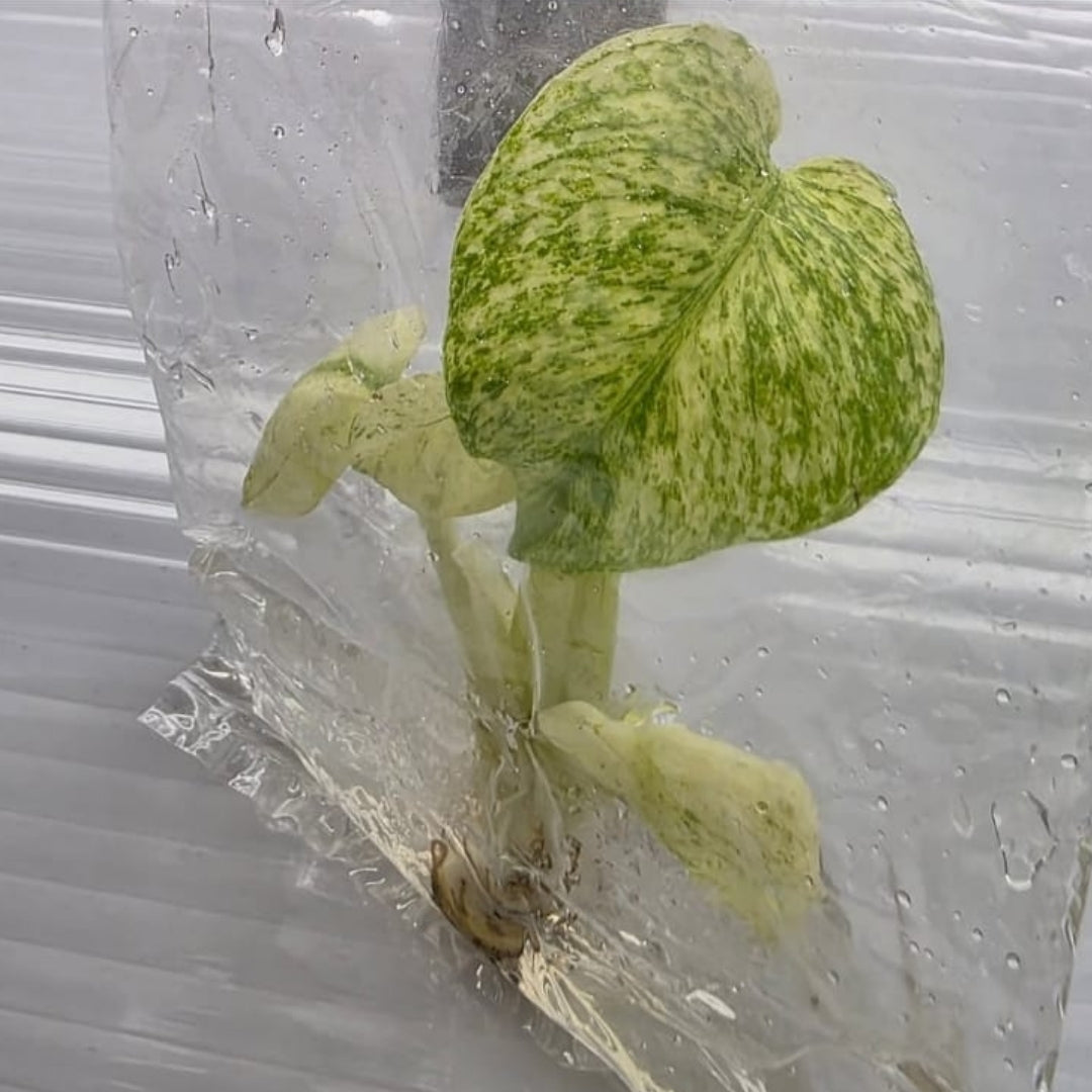 Monstera White Monster Tissue Culture (PRE-ORDER)-TC106