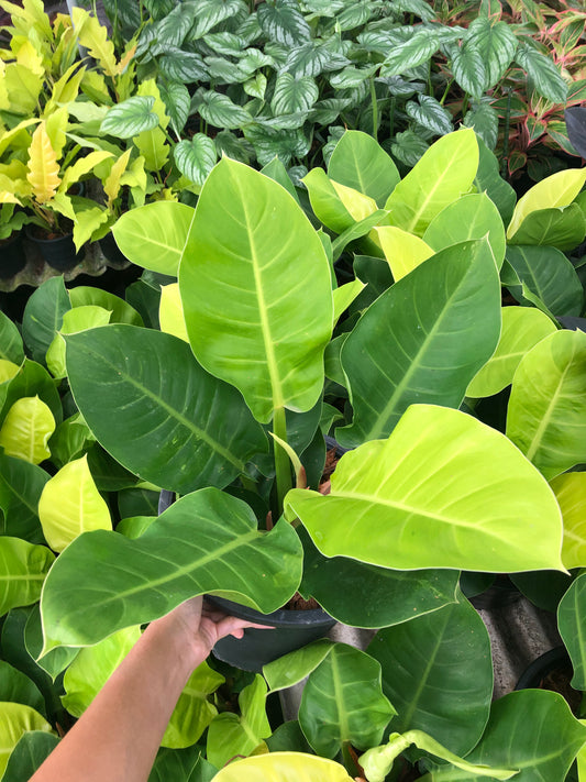 Philodendron Moonlight (Pre-Order)