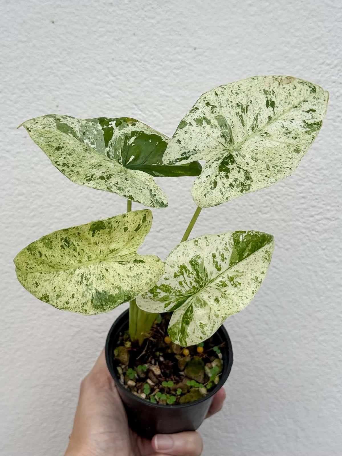 Alocasia Odora Batik