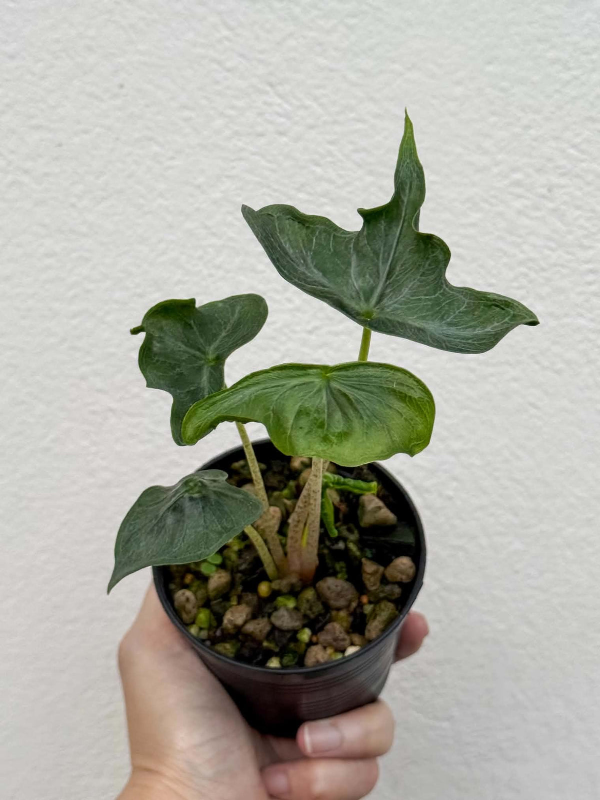 Alocasia Holly Grail
