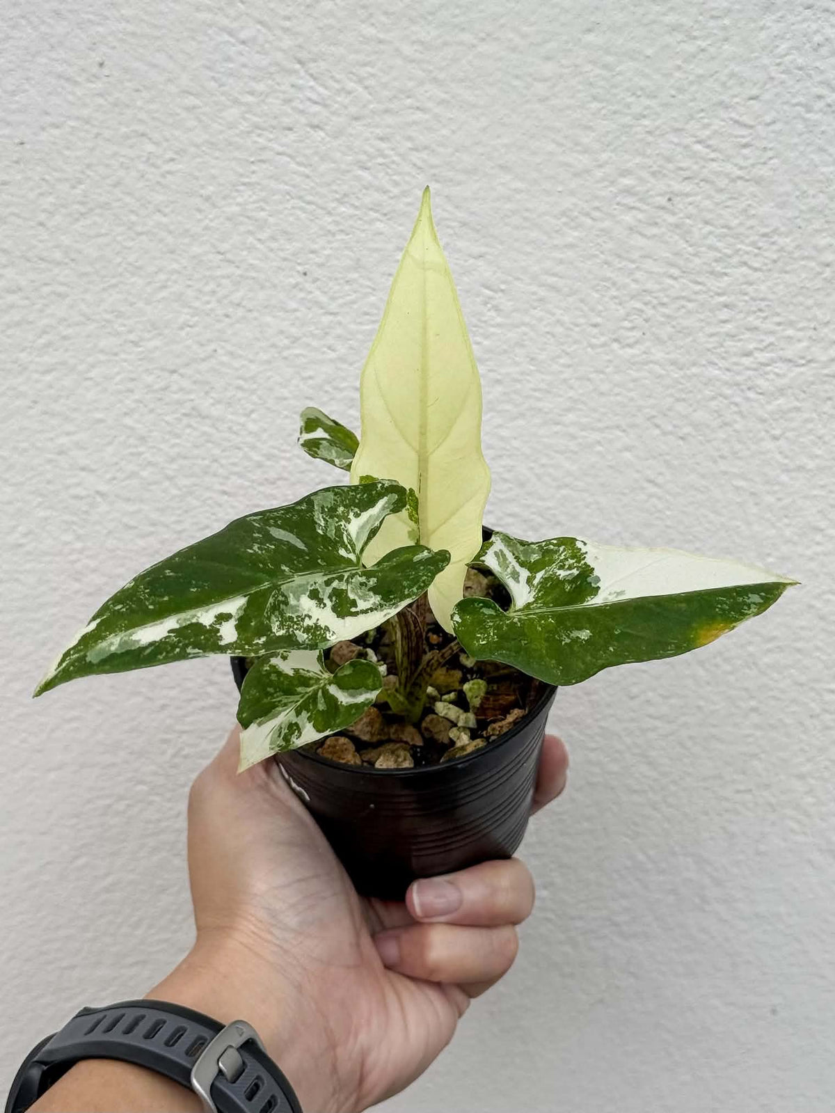 Alocasia Lauterbachiana Albo