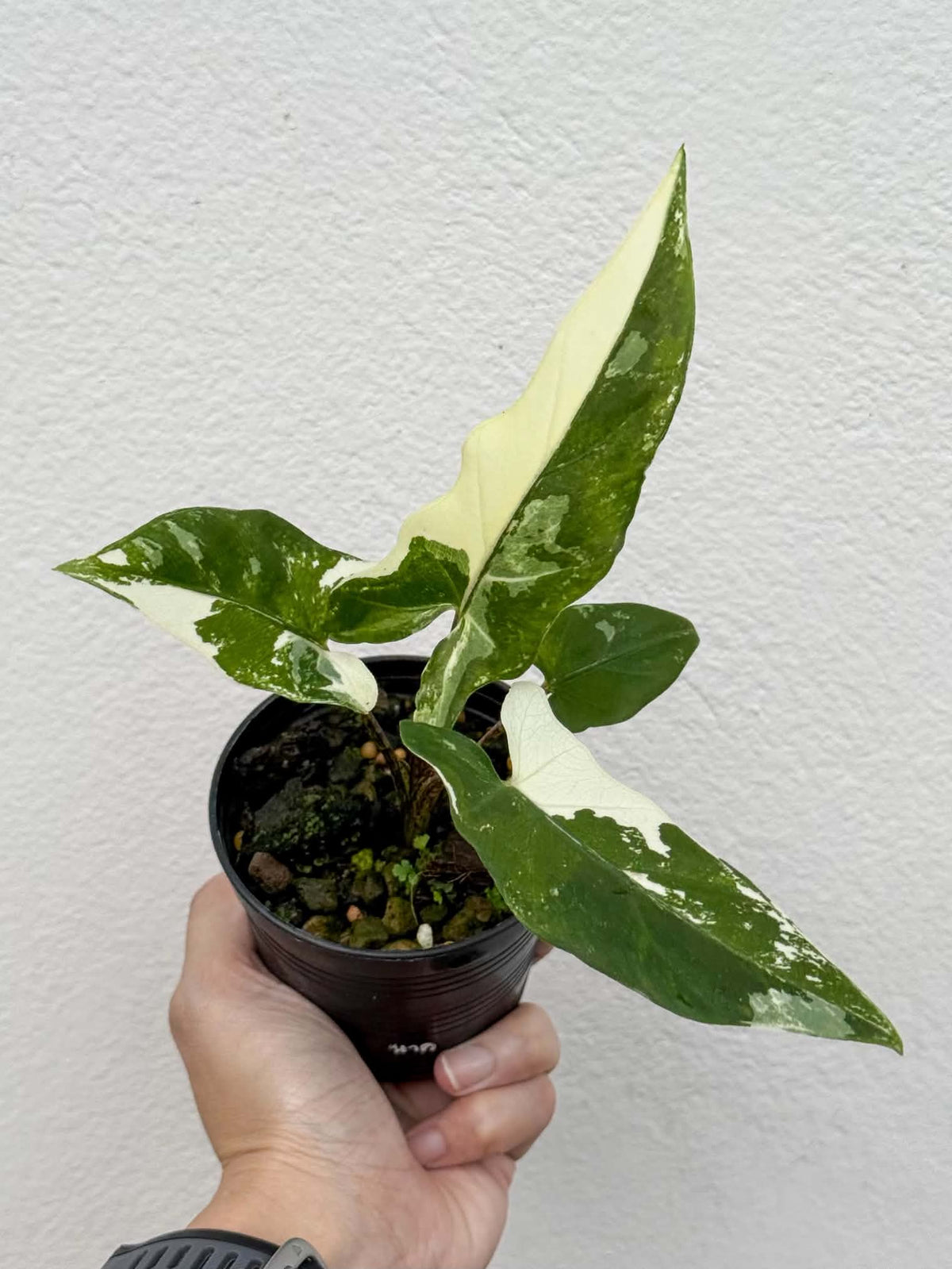 Alocasia Lauterbachiana Albo