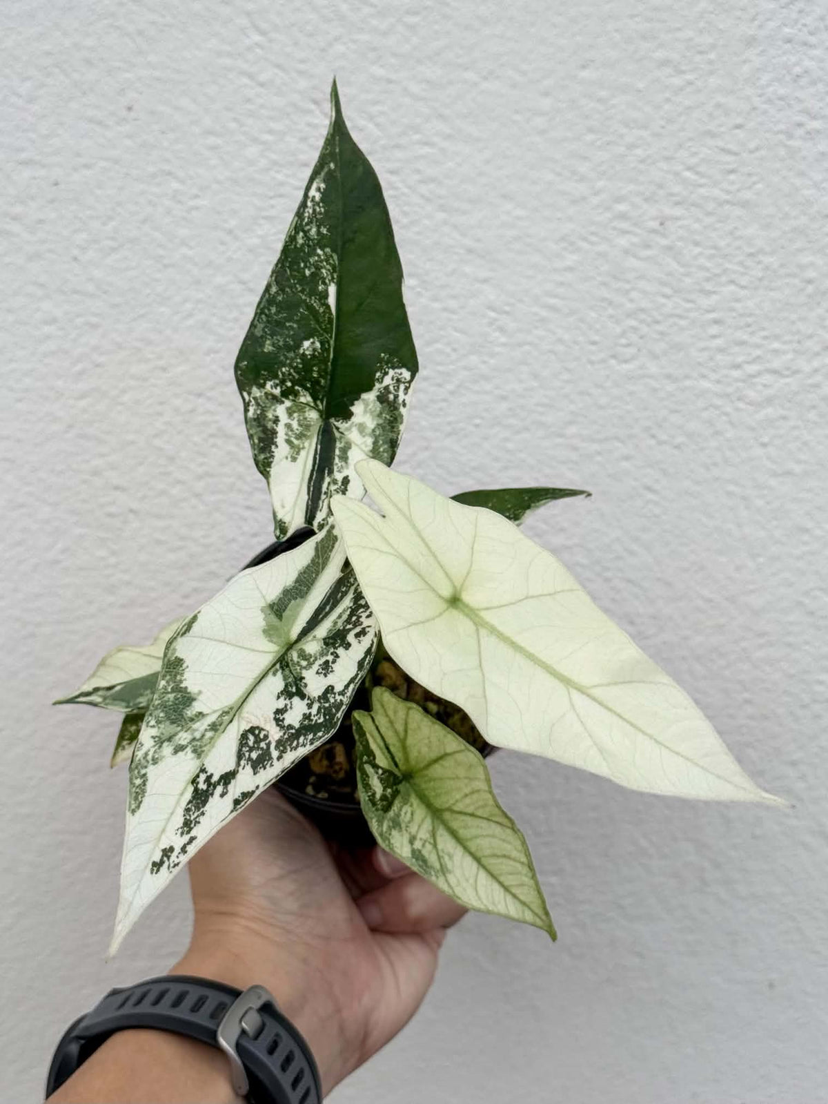 Alocasia Simpo Albo