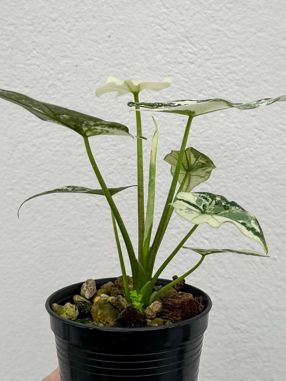 Alocasia Simpo Albo