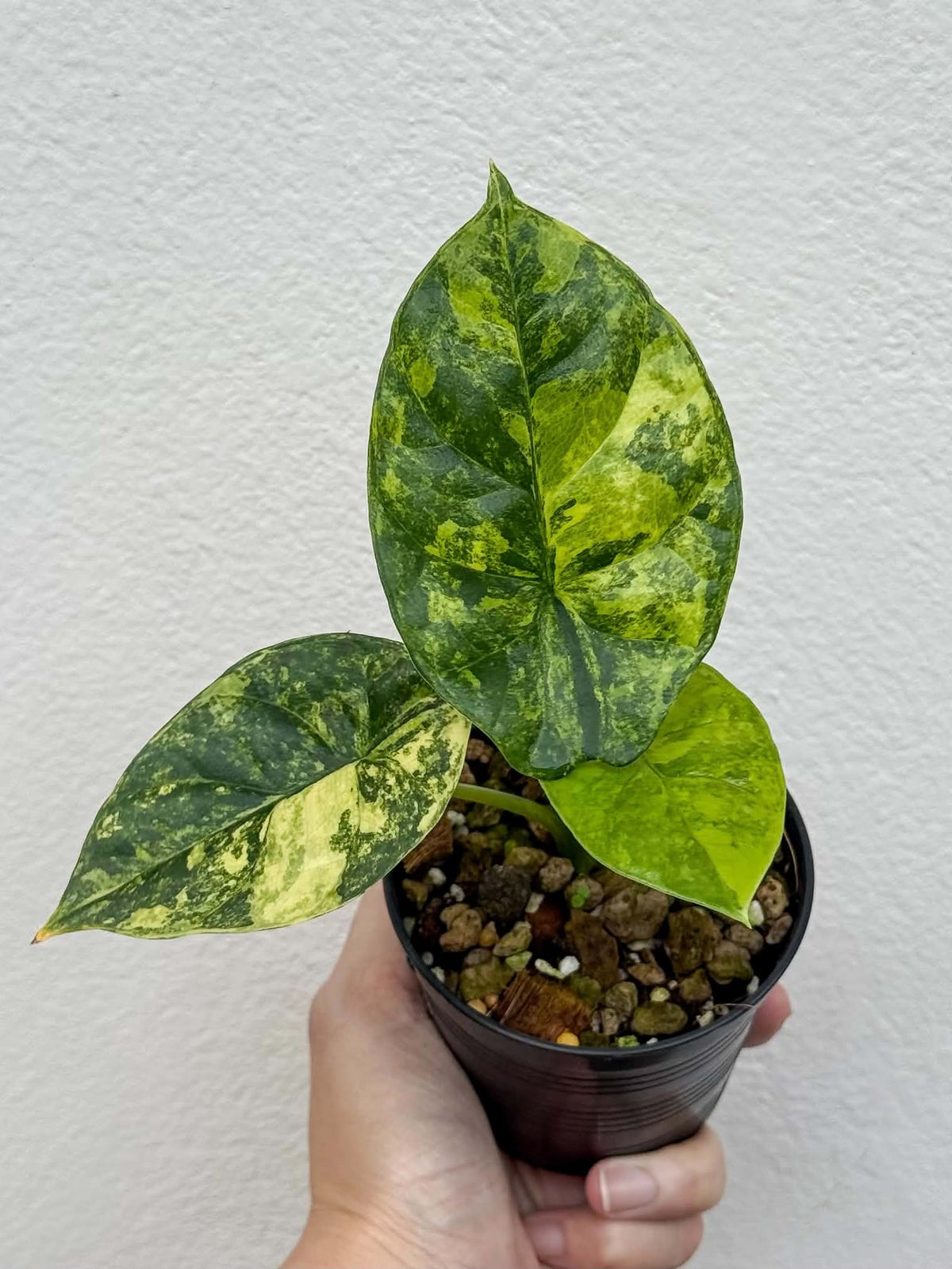 Alocasia Sinuata Aurea