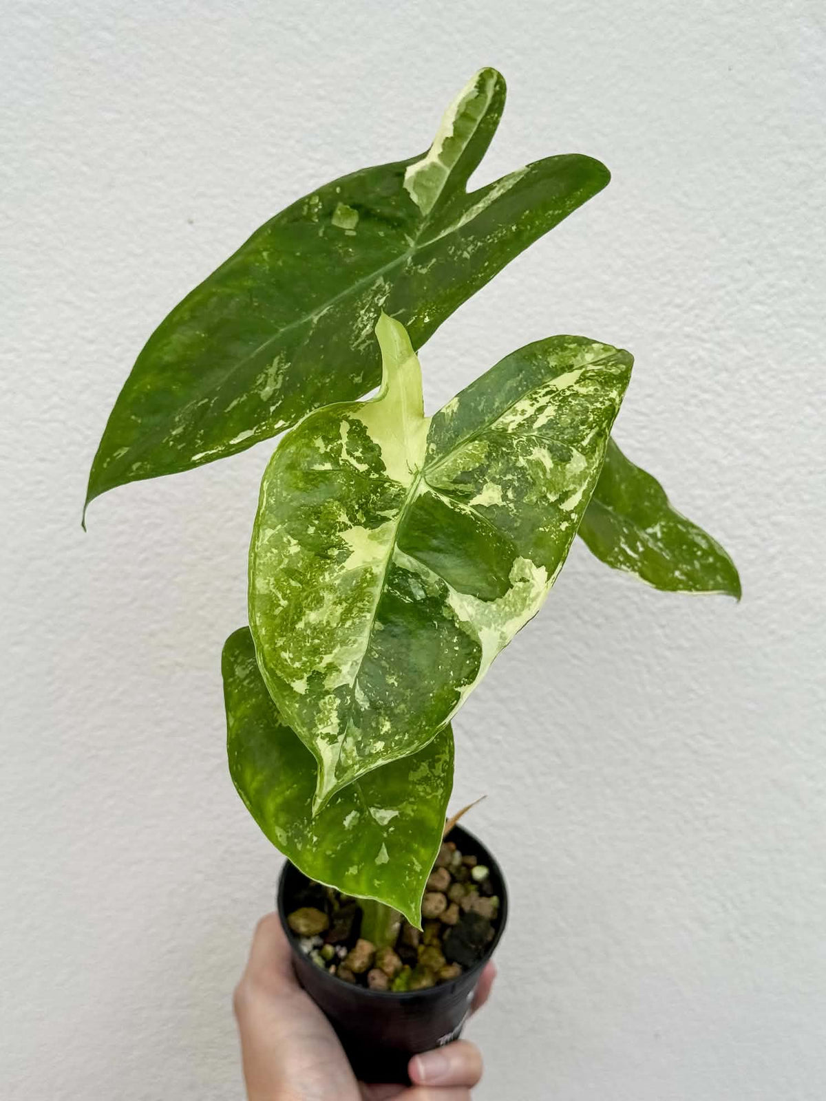 Alocasia Longiloba Thai Con (Phantom)
