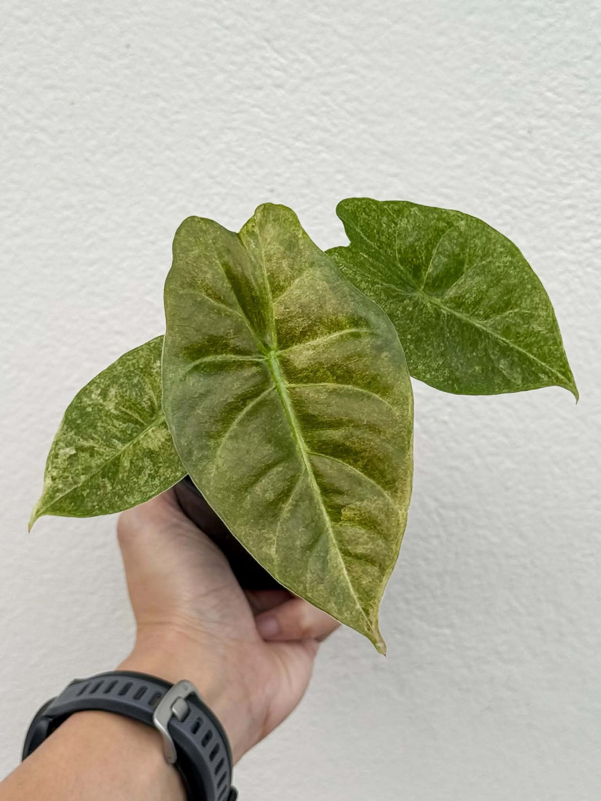 Alocasia Golden Bone Pink Splash