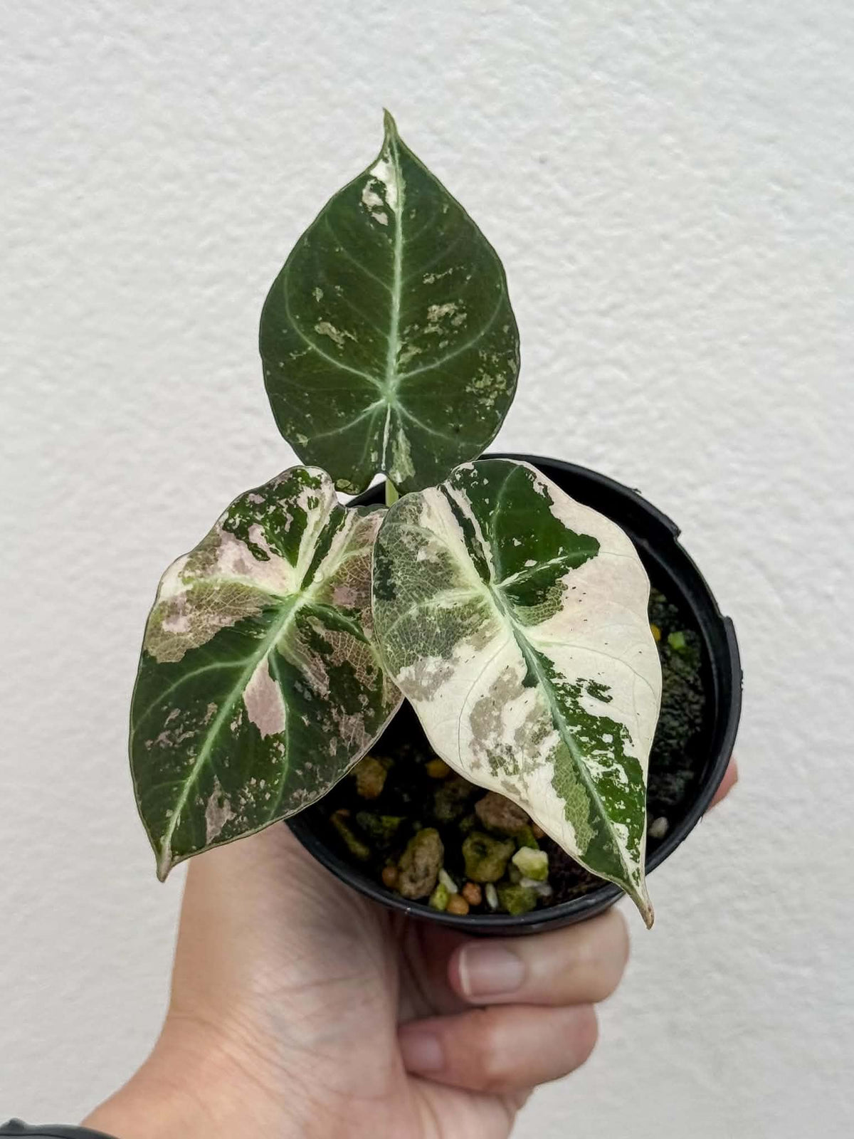 Alocasia Black Velvet Pink