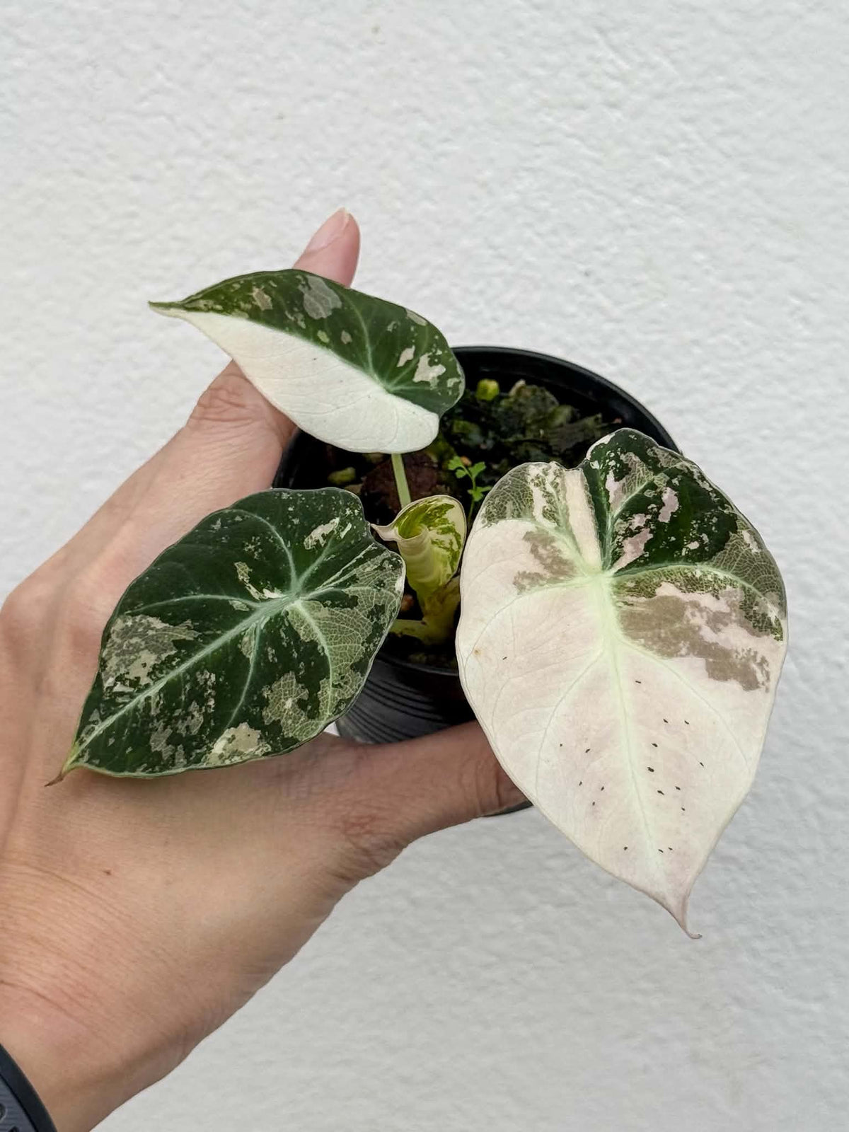 Alocasia Black Velvet Pink
