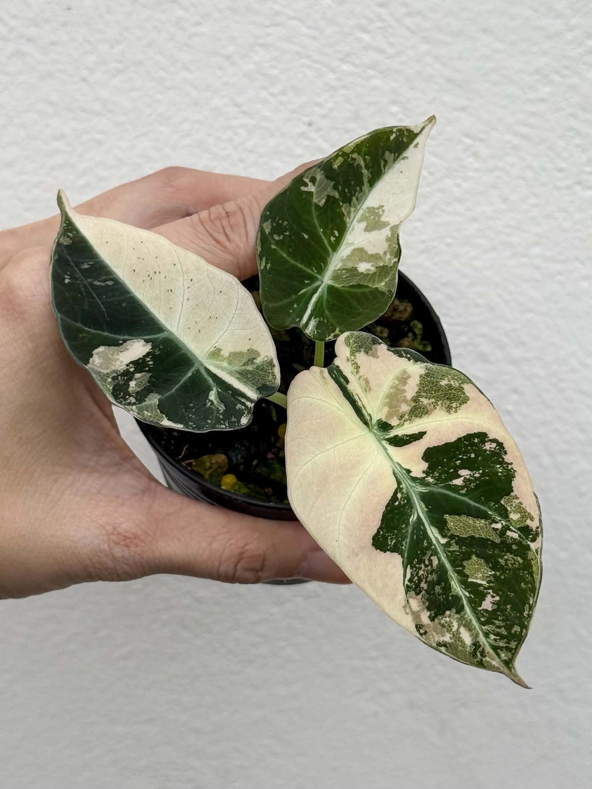 Alocasia Black Velvet Pink