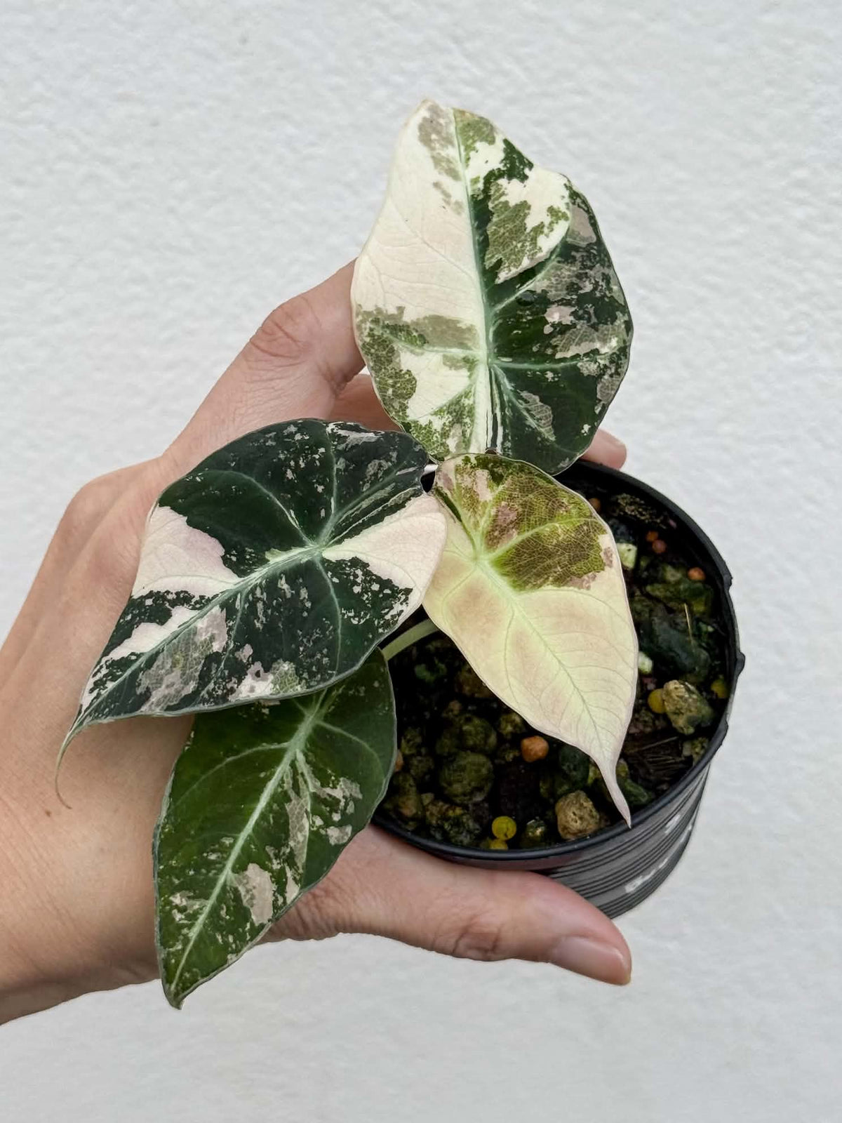 Alocasia Black Velvet Pink