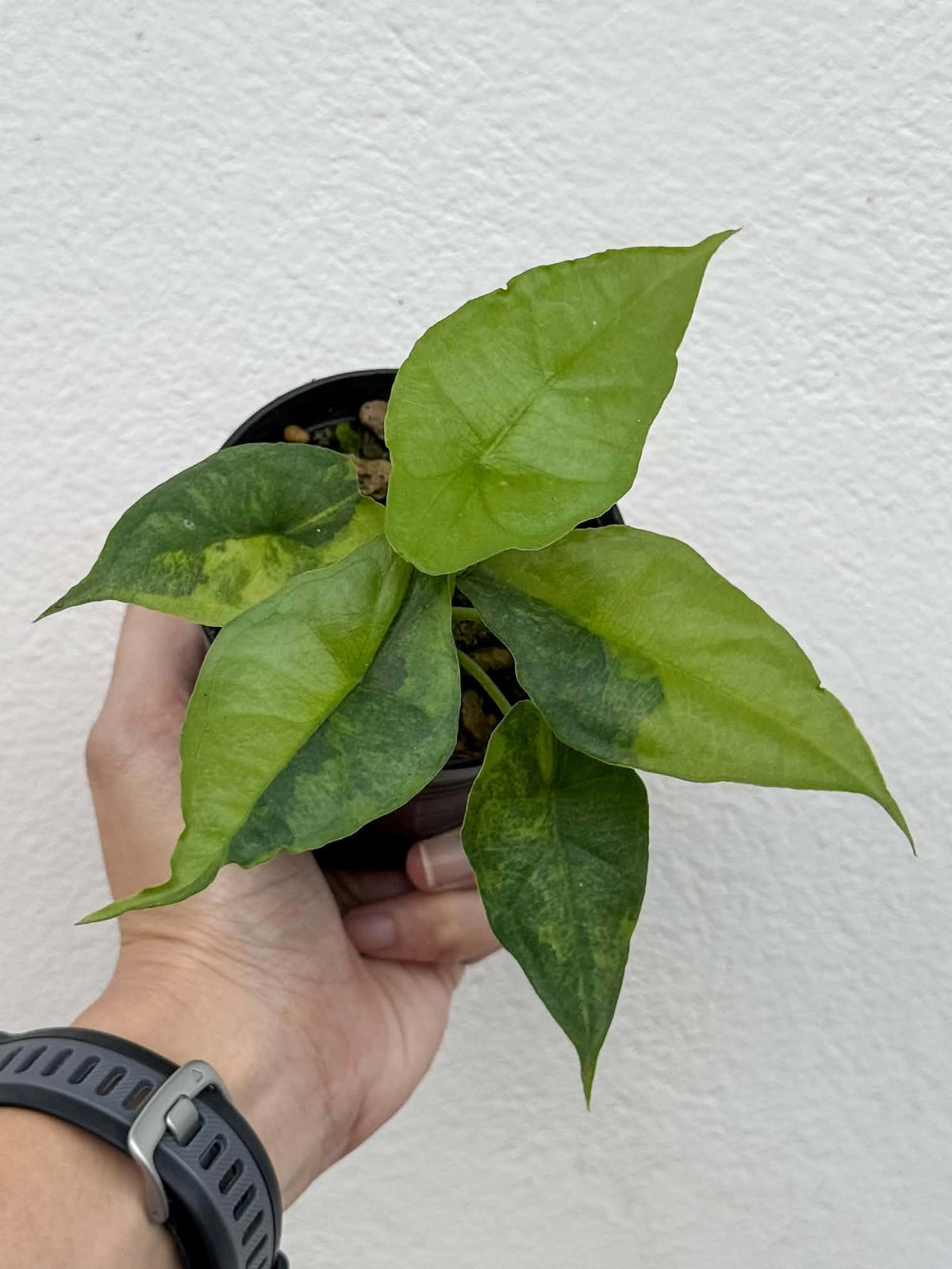 Alocasia Dragon Breath Aurea