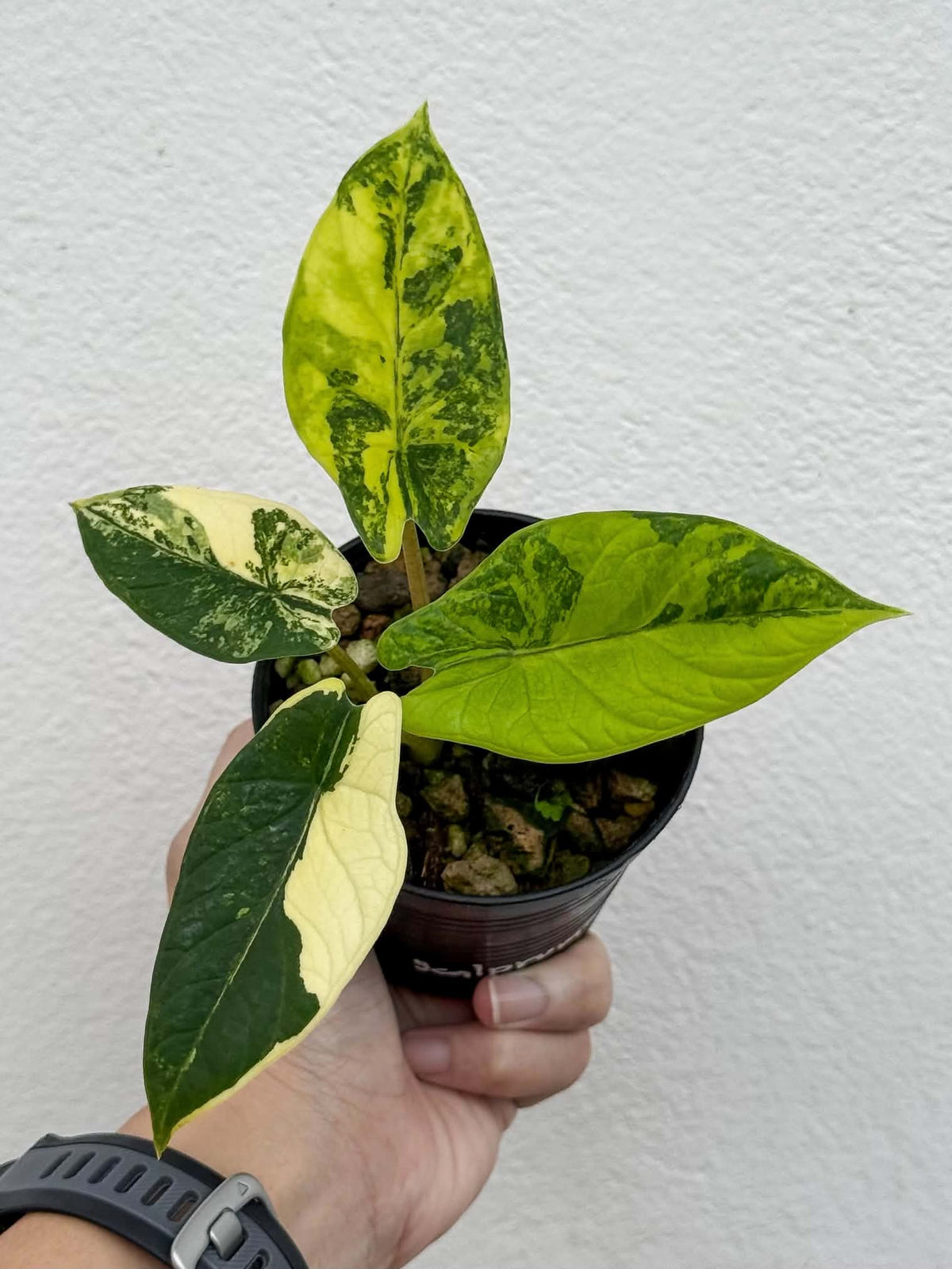 Alocasia Scalprum Bright Aurea