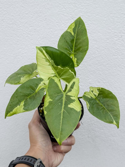 Alocasia Epilithica Silver Lime Lava