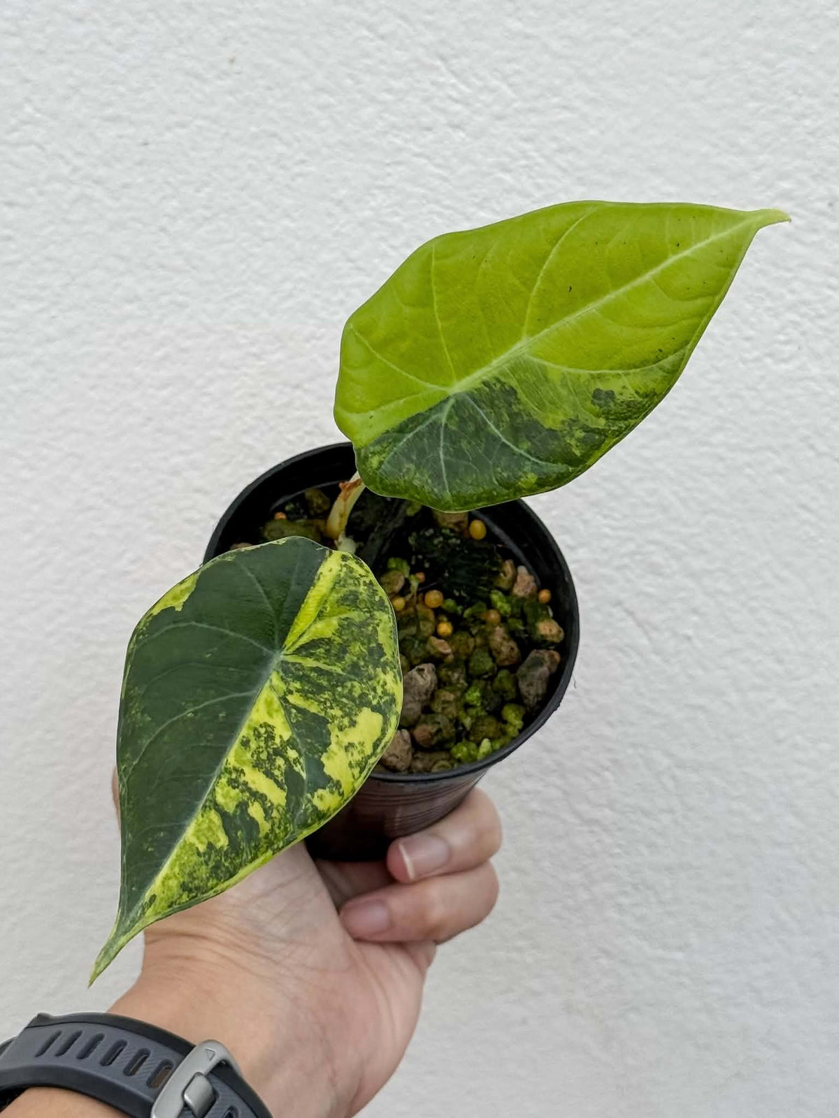 Alocasia Maharani Golden Lime