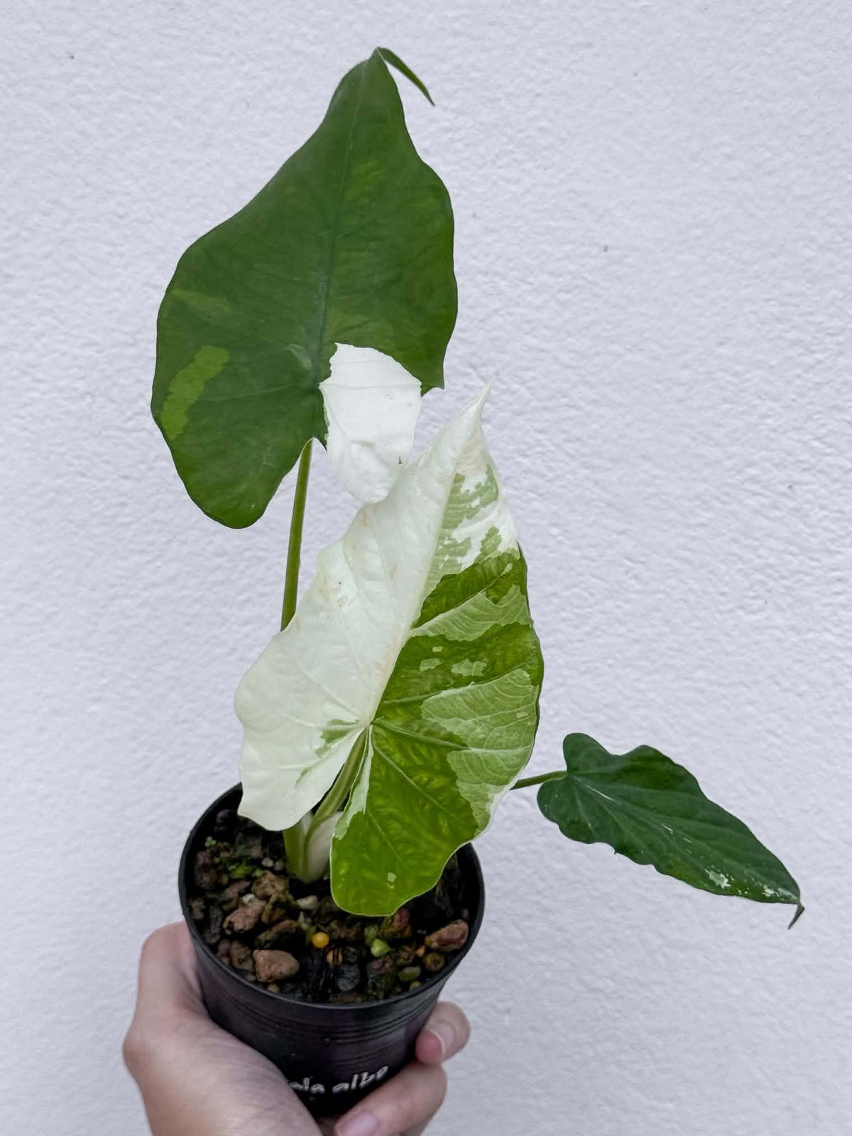 Alocasia Sp. Halabala Forest Albo