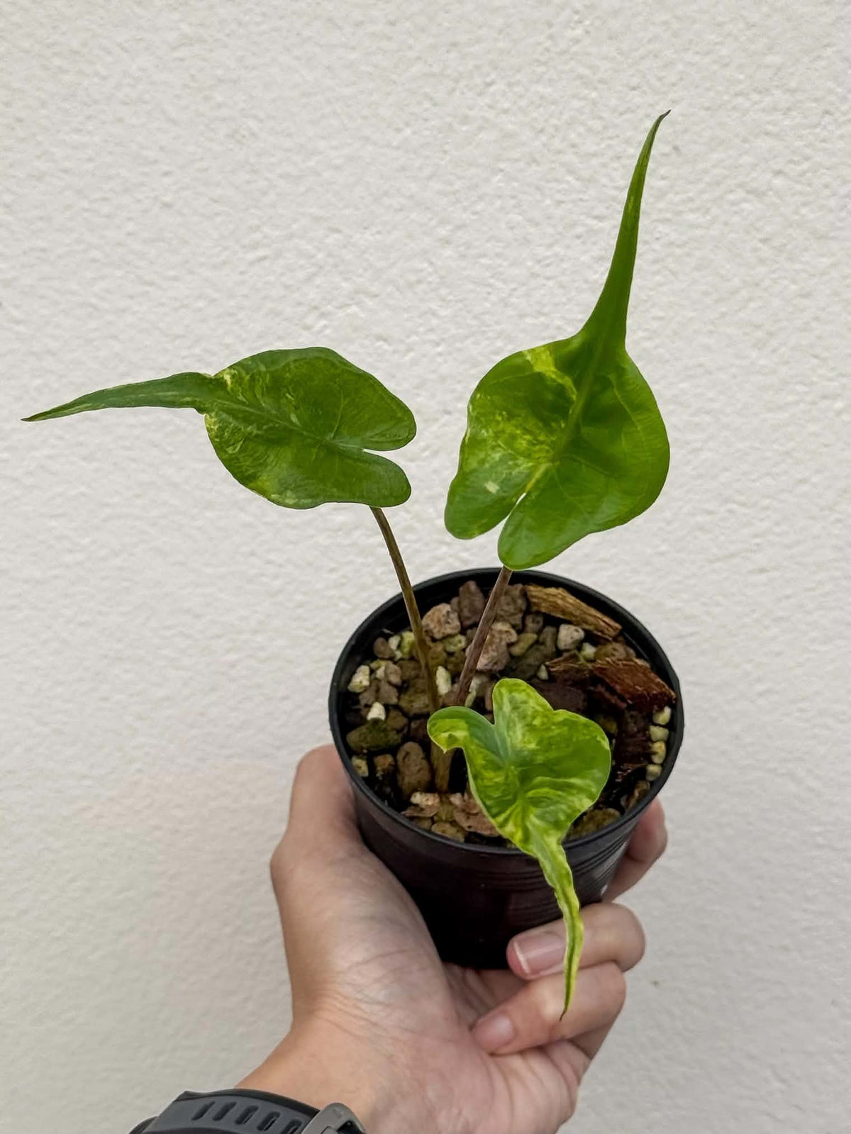 Alocasia Stingray Aurea