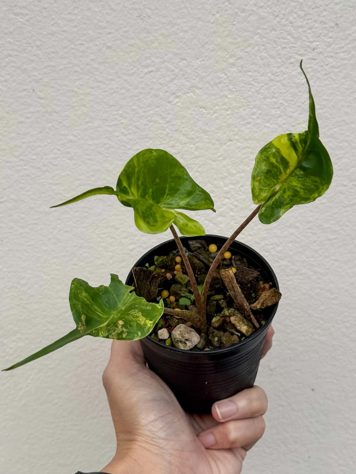 Alocasia Stingray Aurea