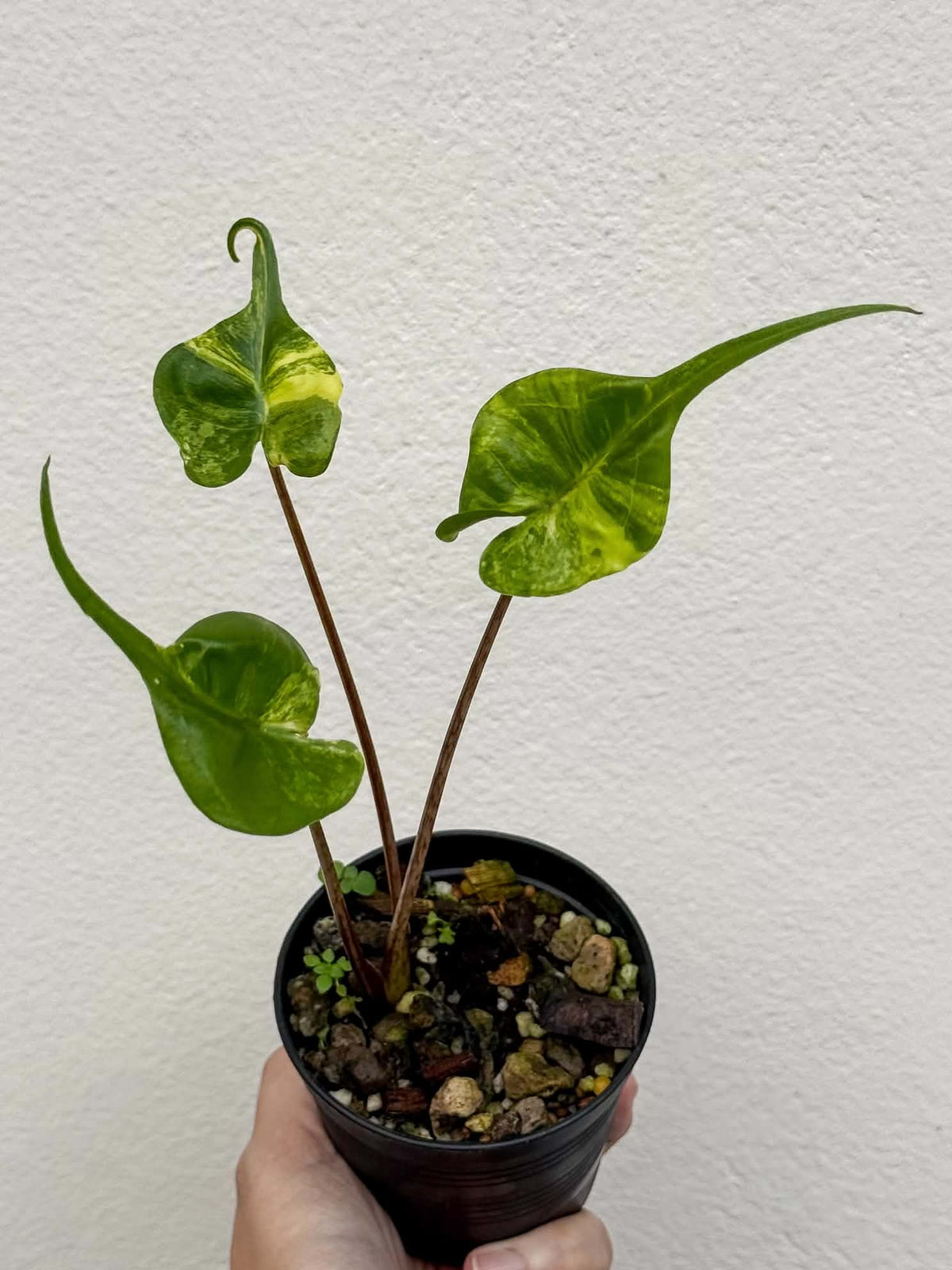 Alocasia Stingray Aurea