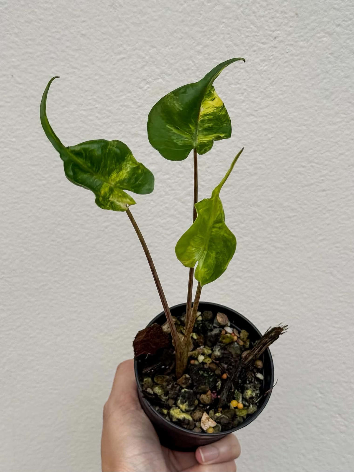 Alocasia Stingray Aurea