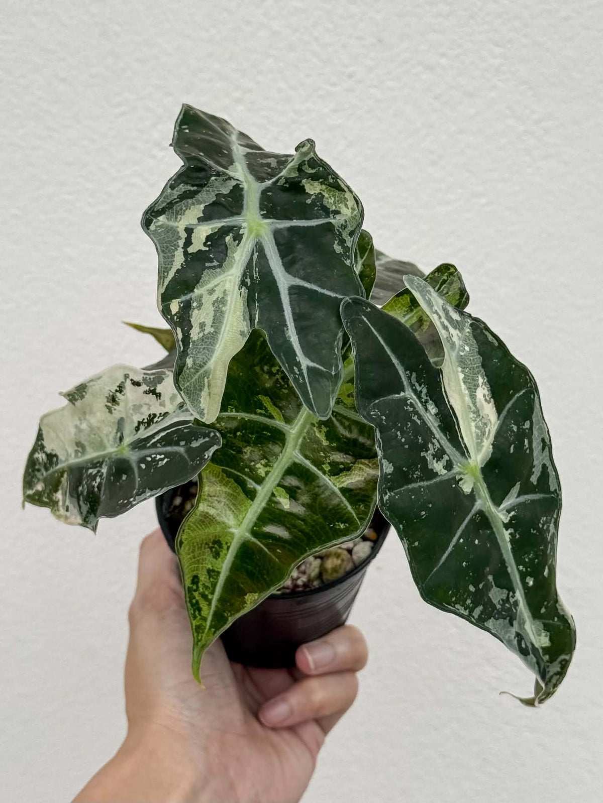 Alocasia Amazonica Albo